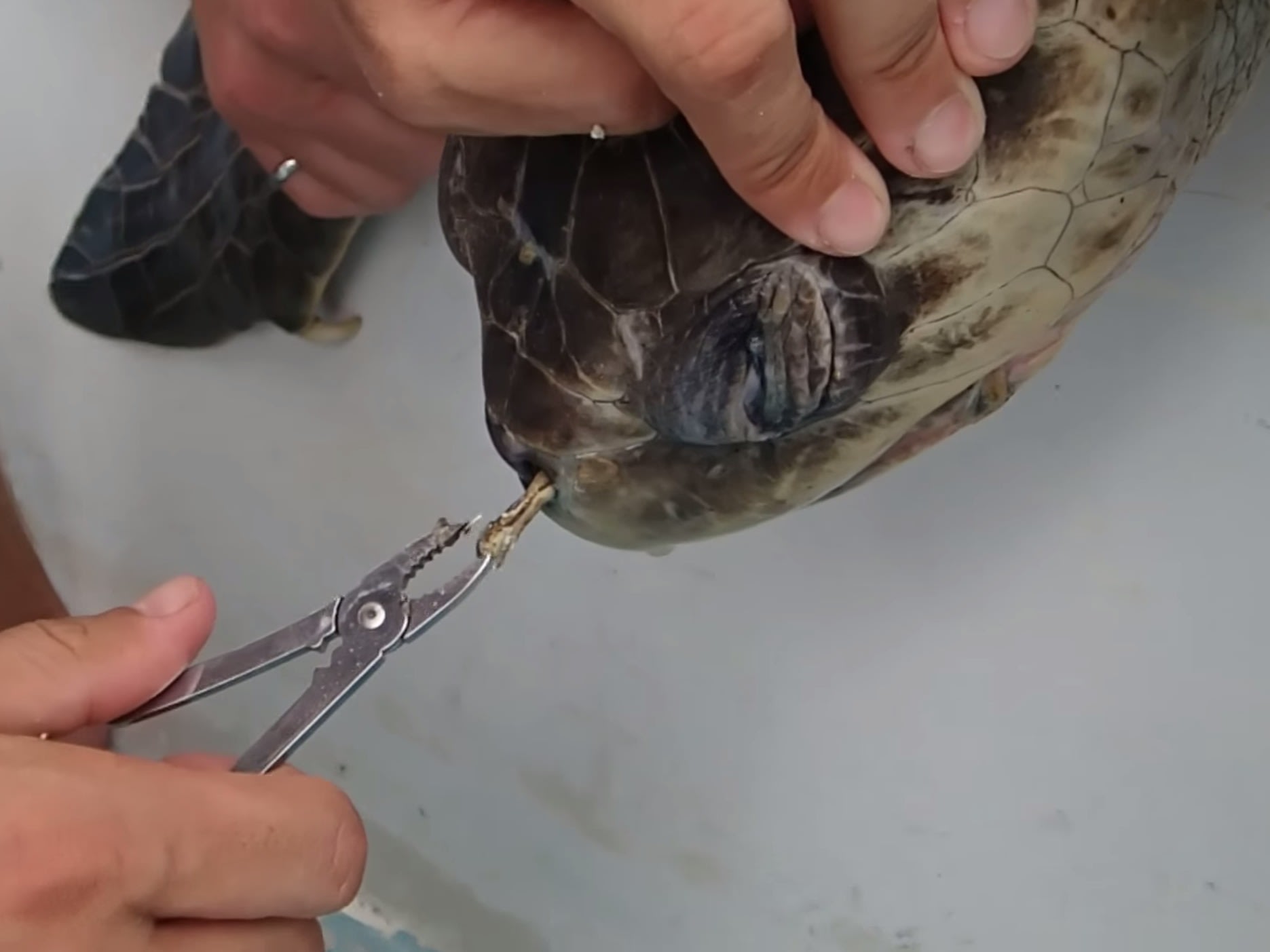 Biologists pulled something disturbing out of this turtle's nose that saved its life