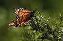 A monarch butterfly clings to a plant at the Monarch Grove Sanctuary in Pacific Grove