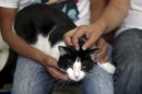 Morris sit on the lap of Diego Cruz, left, as Sergio Chamorro pets Morris, at their home in Xalapa, Mexico, Saturday, June 15, 2013. Put forth as candidate by Camacho and a group of friends after they became disillusioned with the empty promises of politicians, Morris, a black-and-white cat with orange eyes, is running for mayor of Xalapa in eastern Mexico with the campaign slogan "Tired of Voting for Rats? Vote for a Cat." And he is attracting tens of thousands of politician-weary, two-legged supporters on social media. (AP Photo/Felix Marquez)
