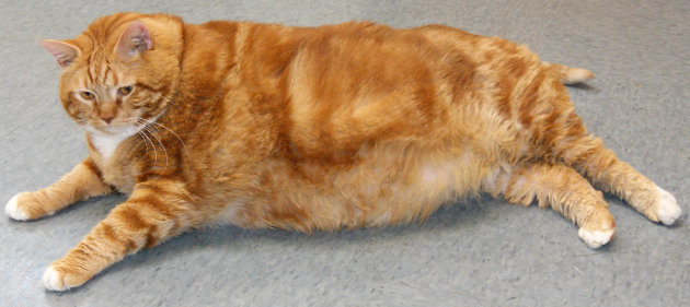 This photo provided by Kim Chapin shows a 41-pound fat cat named Skinny at the Richardson, Texas, Animal Services shelter on Friday, Sept. 21, 2012. A shelter spokeswoman says the 5-year-old orange tabby was dropped off at the facility last week, seems healthy except she is too heavy and likely has diabetes, and needs a home. (AP Photo/Kim Chapin)