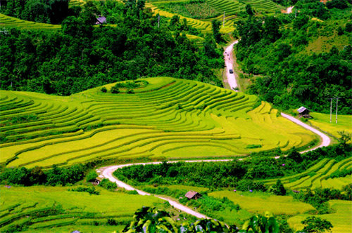 Những cánh đồng đất Việt Canhdong15_063726