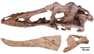 The skull of Qianzhousaurus sinensis is pictured in&nbsp;&hellip;