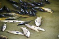 Peces (barbos, carpas y carpines)  muertos en el río Tajo. EFE/Archivo
