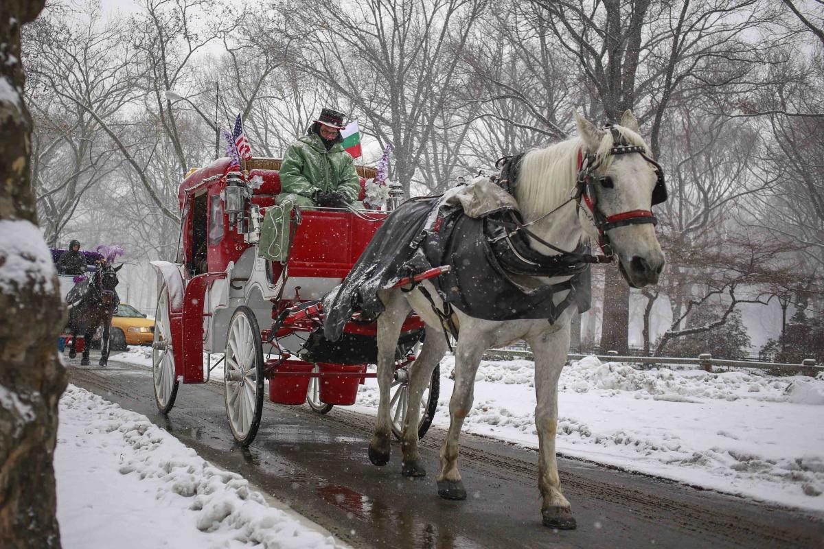 Central Park's horse and buggy