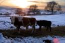 Cows graze as the sun sets on a field outside the village of Brignall in County Durham, some 480 km north of London, on March 1, 2001