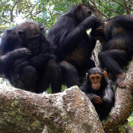 研究員發現，黑猩猩能「用手指」與同伴溝通。(Photo by dullhunk on Flickr – used under Creative Commons license)