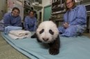 Panda Cub Steps into 'Awkward Toddler Stage'