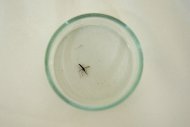 Um mosquito é preparado para ser estudado em laboratório na Colômbia, 25 de abril de 2012