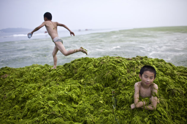Pantai Tertutup Ganggang Hijau Di Cina [ www.BlogApaAja.com ]