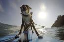Australian dog trainer and former surfing champion Chris de Aboitiz rides a wave with his dogs Rama and Millie off Sydney's Palm Beach