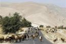 A herd of sheep walk on a road as they graze in Palestinian village of al-Auja, near Jericho