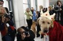 Sabrina Fairchild, a five-year-old female Labrador Retriever, is photographed by members of the media after the breed was named the most popular dog by the American Kennel Club in New York January 15, 2007. REUTERS/Keith Bedford