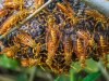 Κίνα: Τουλάχιστον 18 νεκροί μέσα σε λίγους μήνες από επιθέσεις μελισσών