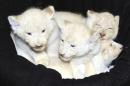 Four white lion cubs recline in a basket at the zoo in Magdeburg, Germany, Monday, Feb. 6, 2017. The five-week-old lions weigh 6 kilograms each and have developed splendidly. (Peter Gercke/dpa via AP)