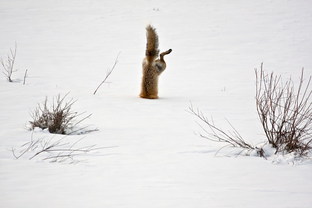 الصور الفائزة بمسابقة ناشونال جيوغرافيك 14 Red-Fox-catching-mouse-under-snow-jpg_175240