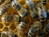 Ρόδος: Στην εντατική έπειτα από επίθεση μελισσών