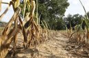 Corn plants struggle to survive on the drought-stricken farm of farmer Scott Keach, owner of the 2500 acre Keach Farm in Henderson