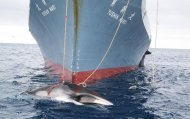Baleeiro japonês caça baleia nas águas do Antártico, em 7 de fevereiro de 2008