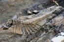 A fossilized tail of a duck-billed dinosaur, or hadrosaur, is seen in the Municipality of General Cepeda, Coahula