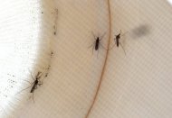 Mosquitos are seen inside a trap in June 2012. The US state of Texas is battling an outbreak of the West Nile virus, with at least 17 deaths being blamed on the mosquito-borne disease, authorities said. (AFP Photo/Justin Sullivan)