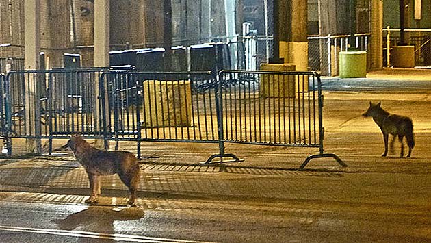 Coyotes Spotted Near Wrigley Field Gates