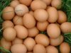 Εγκρίθηκε πρόγραμμα προώθησης αυγών από Βουλγαρία σε Ελλάδα