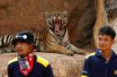 A tiger yawns before the officials start moving them from Thailand's controversial Tiger Temple in Kanchanaburi province