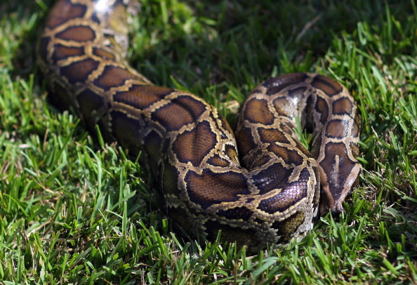 نظمت ولاية فلوريدا في الولايات المتحدة مسابقة في اصطياد الثعابين في محاولة للقضاء على الأنواع الضارة التي تعج بها مستنقعات منطقة إيفرجلايدس.