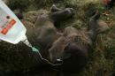 File photo of a female elephant receiving treatment at a Surabaya zoo in East Java province