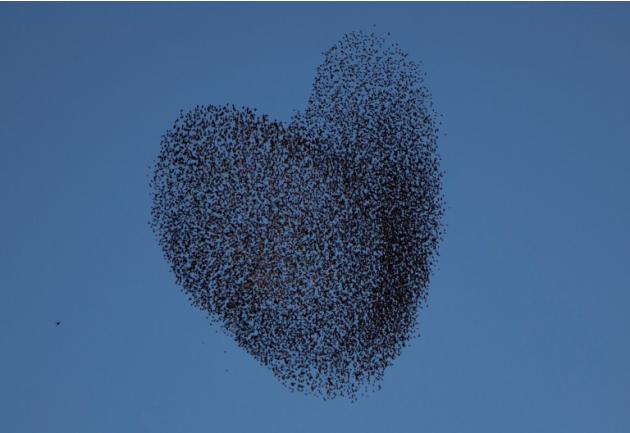 سرب من الطيور يصنع شكل قلب خلال رحلة الهجرة السنوية والطريف أن هذه الصورة جاءت بالتزامن مع عيد الحب