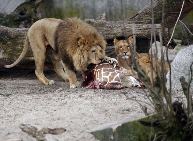 The carcass of Marius, a male giraffe, is eaten by lions after he was put down in Copenhagen Zoo on Sunday, Feb. 9, 2014. Copenhagen Zoo turned down offers from other zoos and 500,000 euros ($680,000)