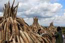 Stockpiles of elephant tusks are stacked up onto pyres at Nairobi's national park waiting to be burned along with more than a tonne of rhino-horn at what is said to be the biggest stockpile destruction in history