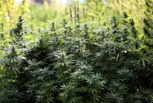 Cannabis plants are pictured in a state-owned agricultural&nbsp;&hellip;