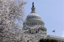 Cherry trees are in full bloom in front of the U.S. Capitol
