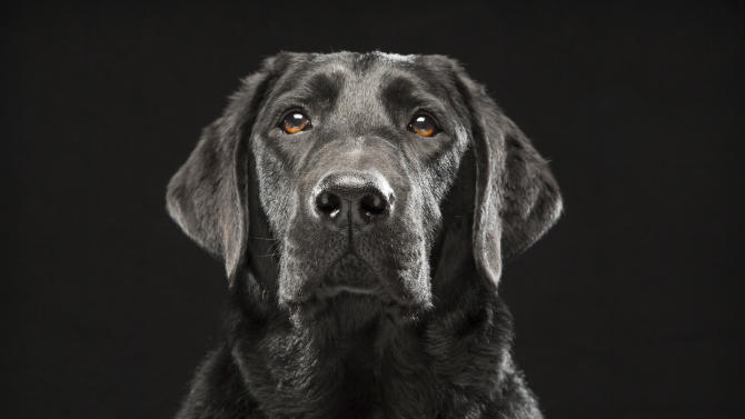 In this Oct. 2013 photo provided by Fred Levy, a black Labrador retriever named Denver poses in Levy&#39;s studio in Maynard, Mass. Levy, a pet photographer, first heard about “Black Dog Syndrome” in a 2013 conversation at a dog park. It’s a disputed theory that black dogs are the last to get adopted at shelters, perhaps because of superstition or a perception that they’re aggressive. The idea inspired Levy to take up a photo project on their behalf. (Fred Levy via AP)