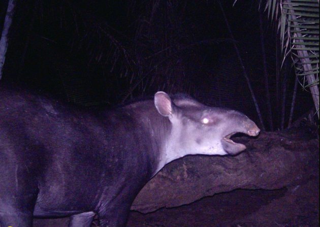 Una de las imágenes de las cámaras trampa muestran la nueva especie de tapir