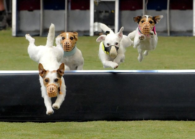 Jack Russell dogs compete …