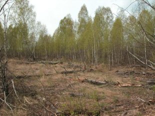 El peligro de los bosques incorruptos de Chernobyl Bosque-rojo-de-Chernobil
