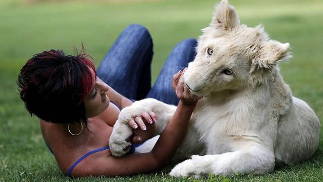 Cô gái ngủ cùng giường với sư tử trắng