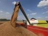 Wheat pours into a truck as a French farmer harvests his crop in Bugnicourt in northern France
