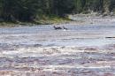 Deer dash across forest waters August 13, 2013 on Anticosti Island, Canada