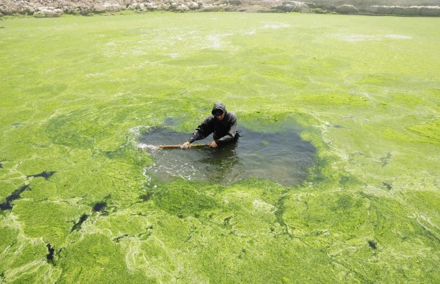 A fisherman pushes aside the algae floating on the surface of a sea cucumber farm to make air, near the coastline of Qingdao