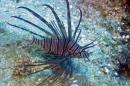 To go with Reuters Life! LIONFISH-CARIBBEAN/INVASION