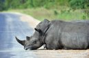 Un rinoceronte permanece en el parque nacional de Kruger, cerca de Nelspruit (Sudáfrica), el 6 de febrero de 2013