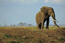 A picture taken on October 14, 2013 shows an elephant in Mikumi National Park in Tanzania