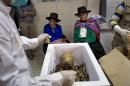 Dionisia Huamani Quispe, left center, and Eusebia Palomino Arome, right center, witness how forensic anthropologists arrange in a coffin the remains of their relatives, slain three decades ago during the country's dirty war, in a forensic laboratory in Huamanga, Peru, Sunday, Oct. 26, 2014. Hundreds arrived in the Ayacucho state capital for Monday's handover of 80 sets of remains. Simple white coffins bore the bones of fathers, mothers, wives, children and brothers. Forensic teams have been exhuming victims of Peru's 1980-2000 internal conflict since 2006, recovering 2.925 sets of remains. (AP Photo/Rodrigo Abd)