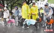 盲胞邱文昇（中）昨冒雨帶著導盲犬Journey與其他視障者齊赴監察院陳情，爭取權益。廖瑞祥攝