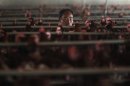 An employee works at a poultry farm on the outskirts of Shanghai