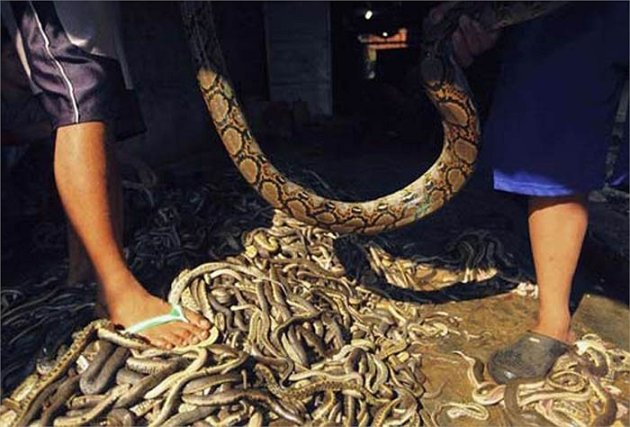 Thâm nhập ngôi làng giết rắn lớn nhất thế giới