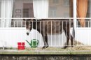 A donkey stands on the balcony of an apartment block in Brussels